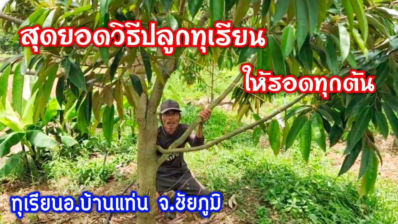 สุดยอดวิธีปลูกทุเรียน ที่อีสานให้รอด ที่สวนสมัยบ้านนาดี อ.บ้านแท่น