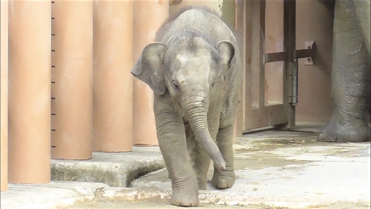The big sister got angry at the baby elephant. Higashiyama Zoo