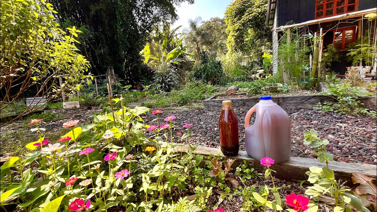 Aplicando ABONOS y FERTILIZANTES ORGÁNICOS CASEROS en mi HUERTO en casa 🏡