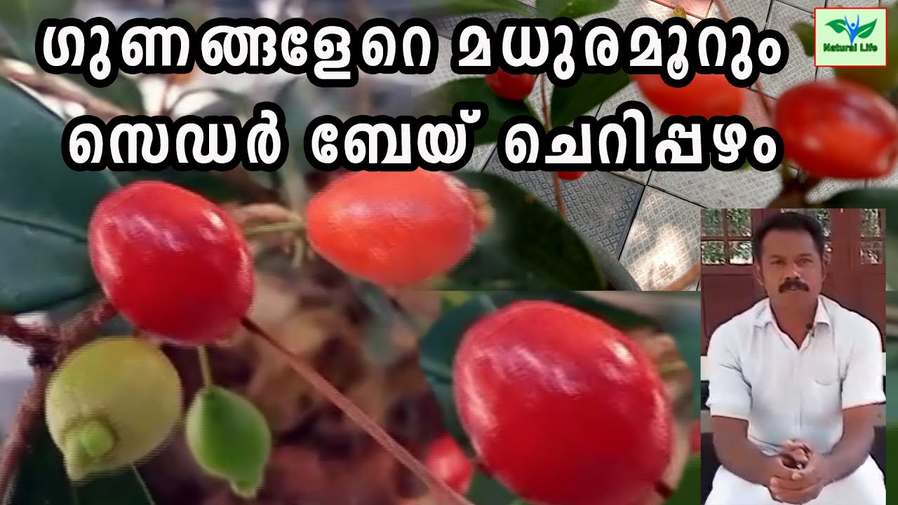 Cedar Bay Cherry Fruit | ഗുണങ്ങളേറെ മധുരമൂറും സെഡർ ബേയ് ചെറിപ്പഴം | #Cedarbaycherry