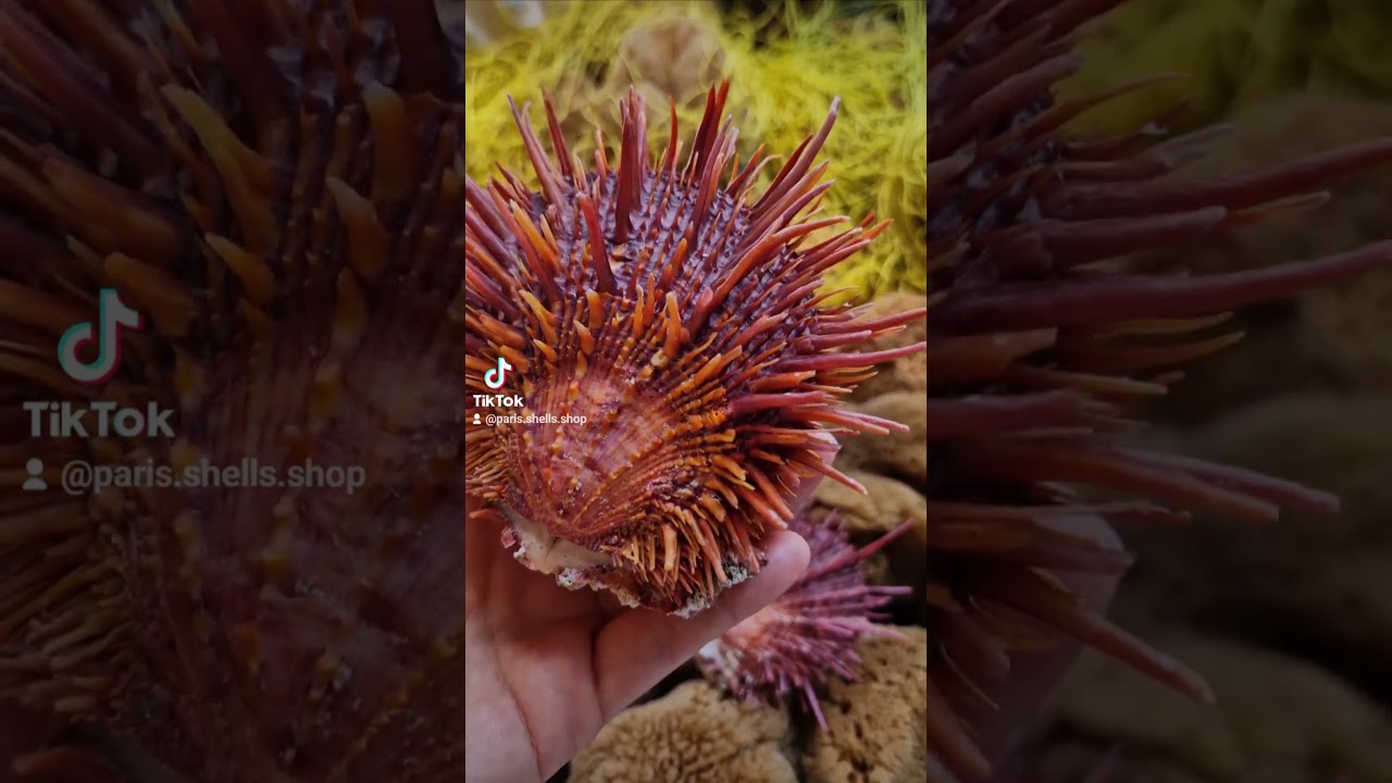 Unique Spondylus glorious visayensis! 😍#collection #color #shells #decoration #collectibles