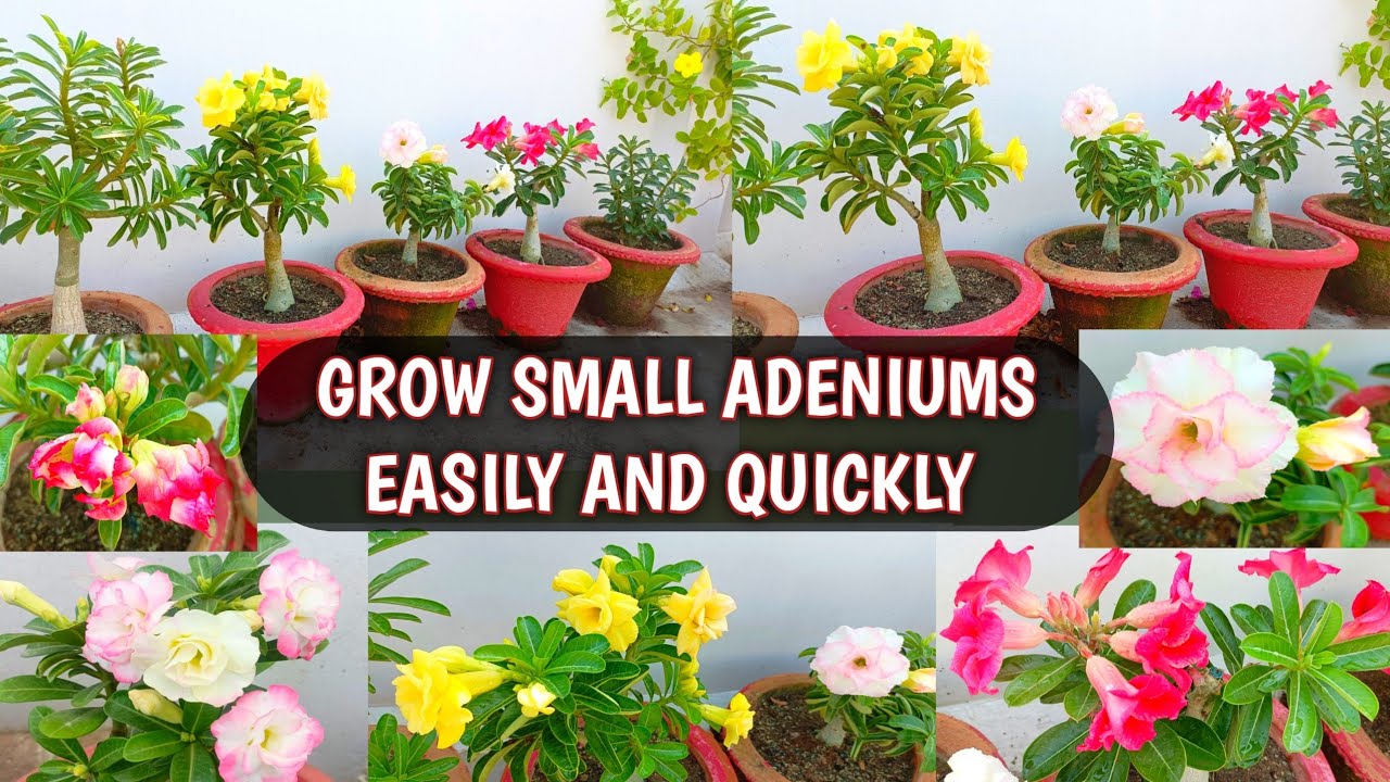 HOW TO GROW SMALL ADENIUMS | SMALL ADENIUMS CARE FOR HEAVY FLOWERING 🌸😍