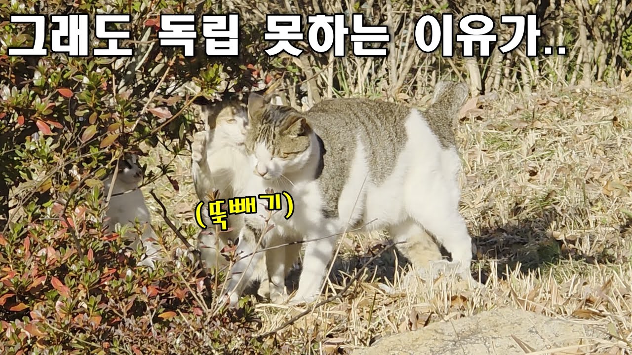 매일 어미냥한테 맞고 사는 고양이