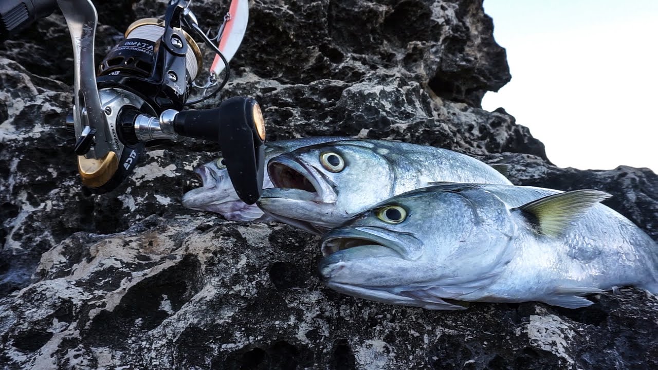PESCI SERRA apatici: inseguono ma non attaccano. LA SOLUZIONE SALVA PESCATA!