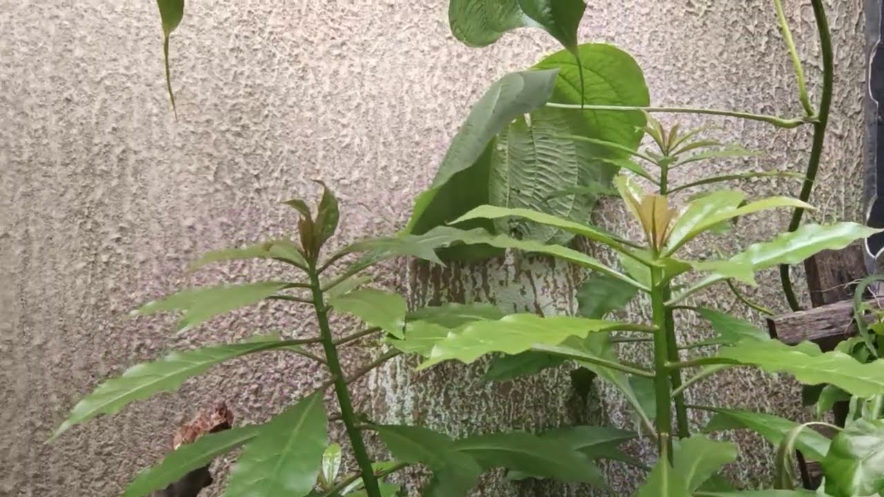 Conheça as propriedades nutricionais e benefícios da planta PANC Ora-pro-nóbis 