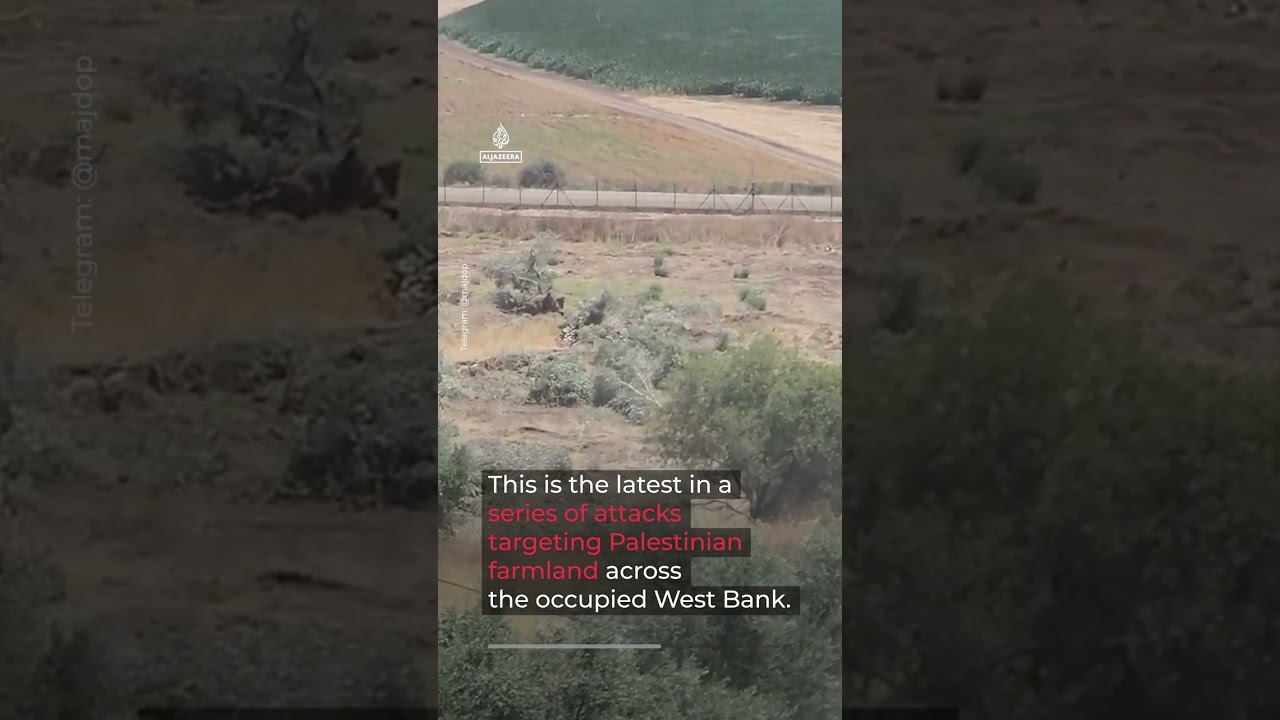 Israeli forces bulldoze olive groves in the occupied West Bank