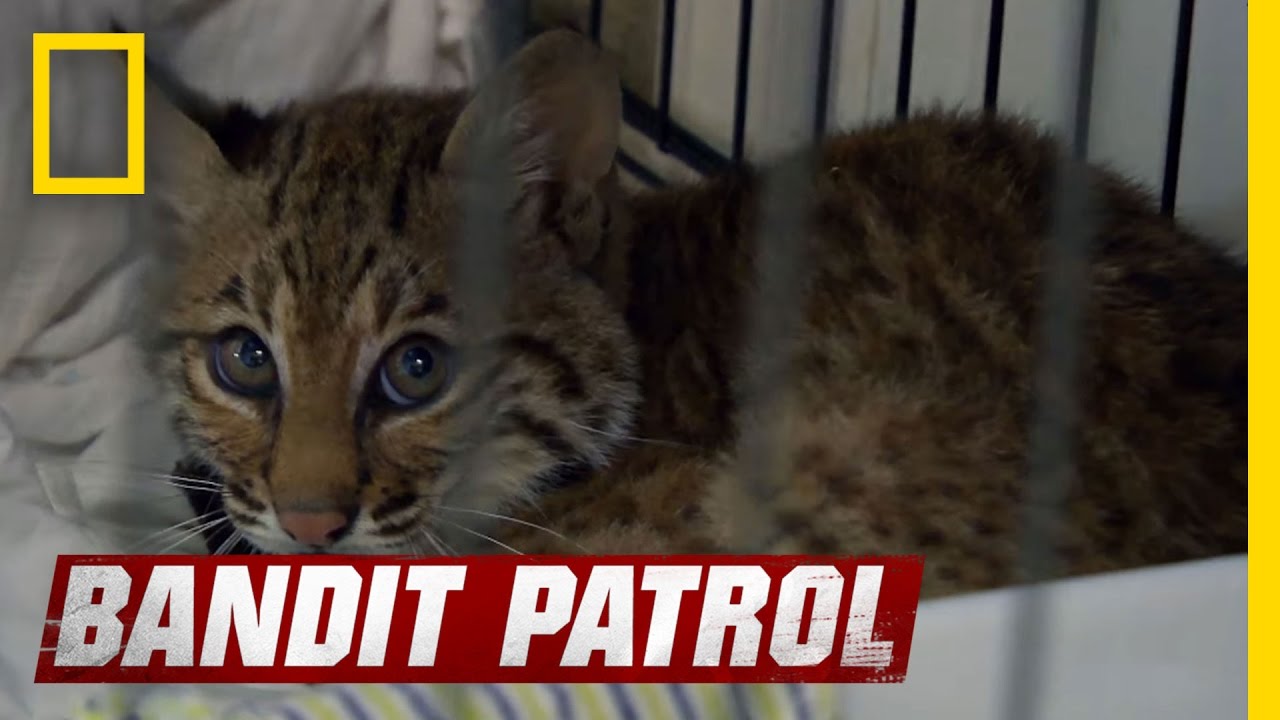 Bobcat Marley is One Ferocious Feline | Bandit Patrol