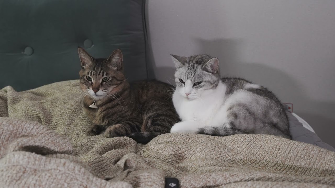 고양이 154