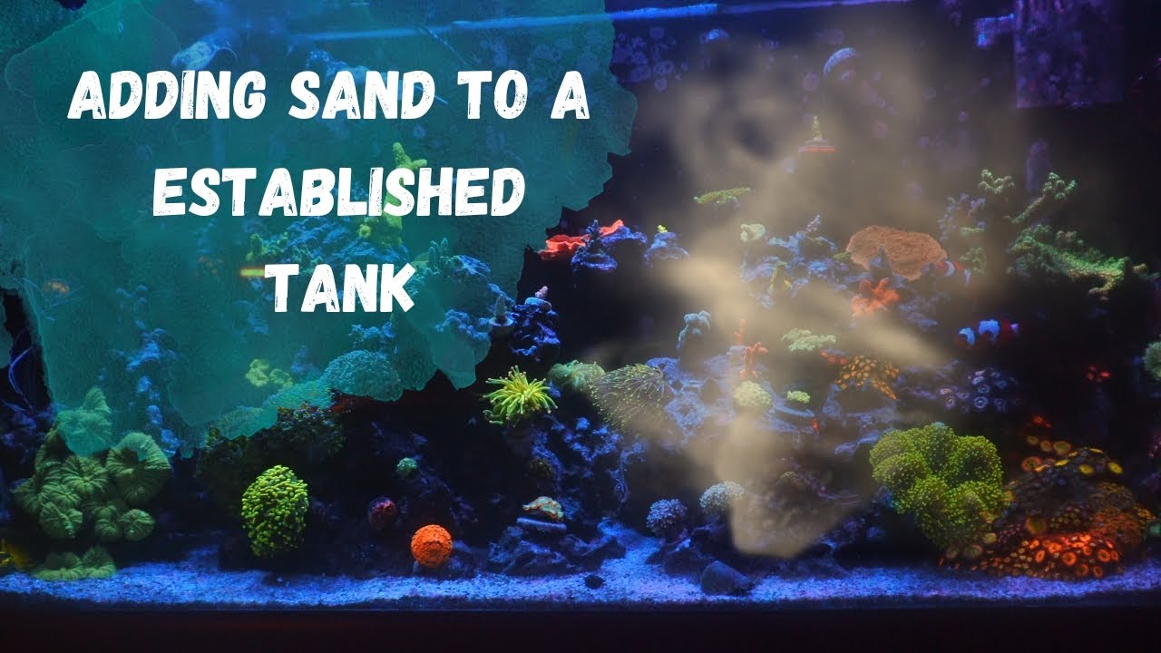 Dusky Wrasse Needs More SAND!!!