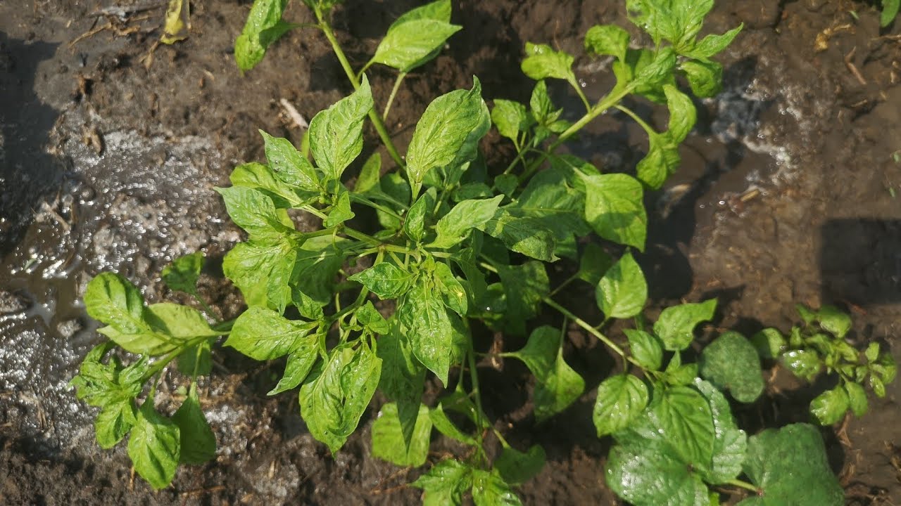 Comment arroser efficacement son piment 