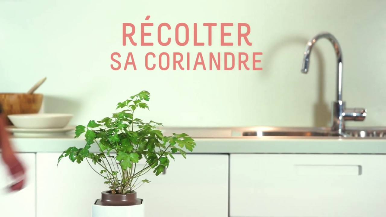 Comment r&eacute;colter votre coriandre ?