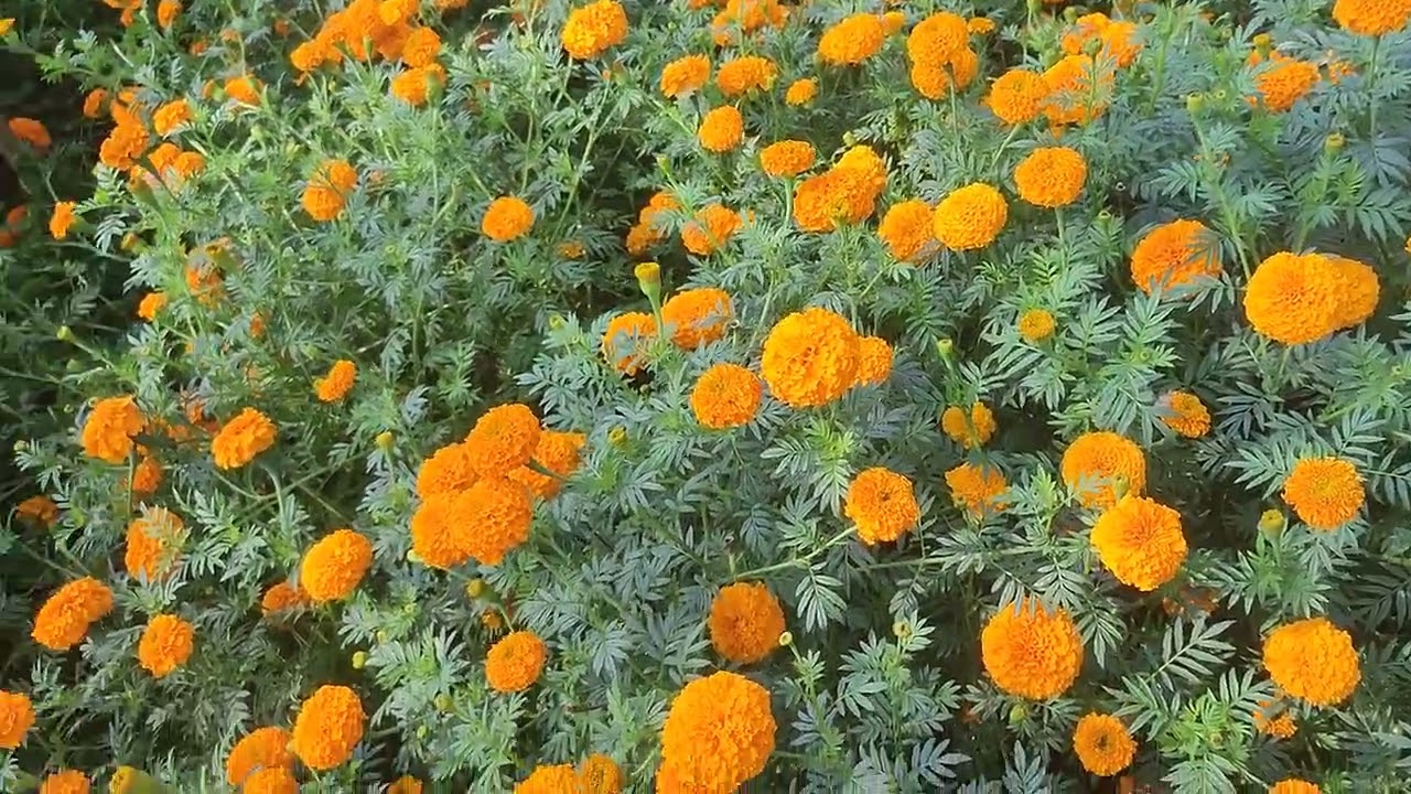 Gada fuler bagan/ flowers garden 