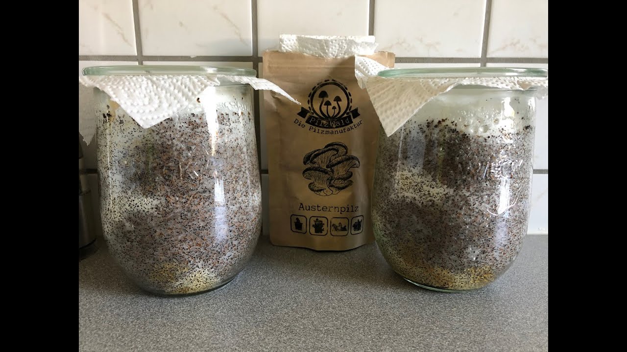 🍄 Speisepilze selber anbauen #2 Pilze im Glas