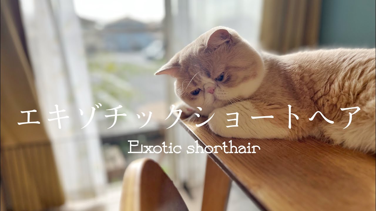 エキゾチックショートヘアを紹介！！