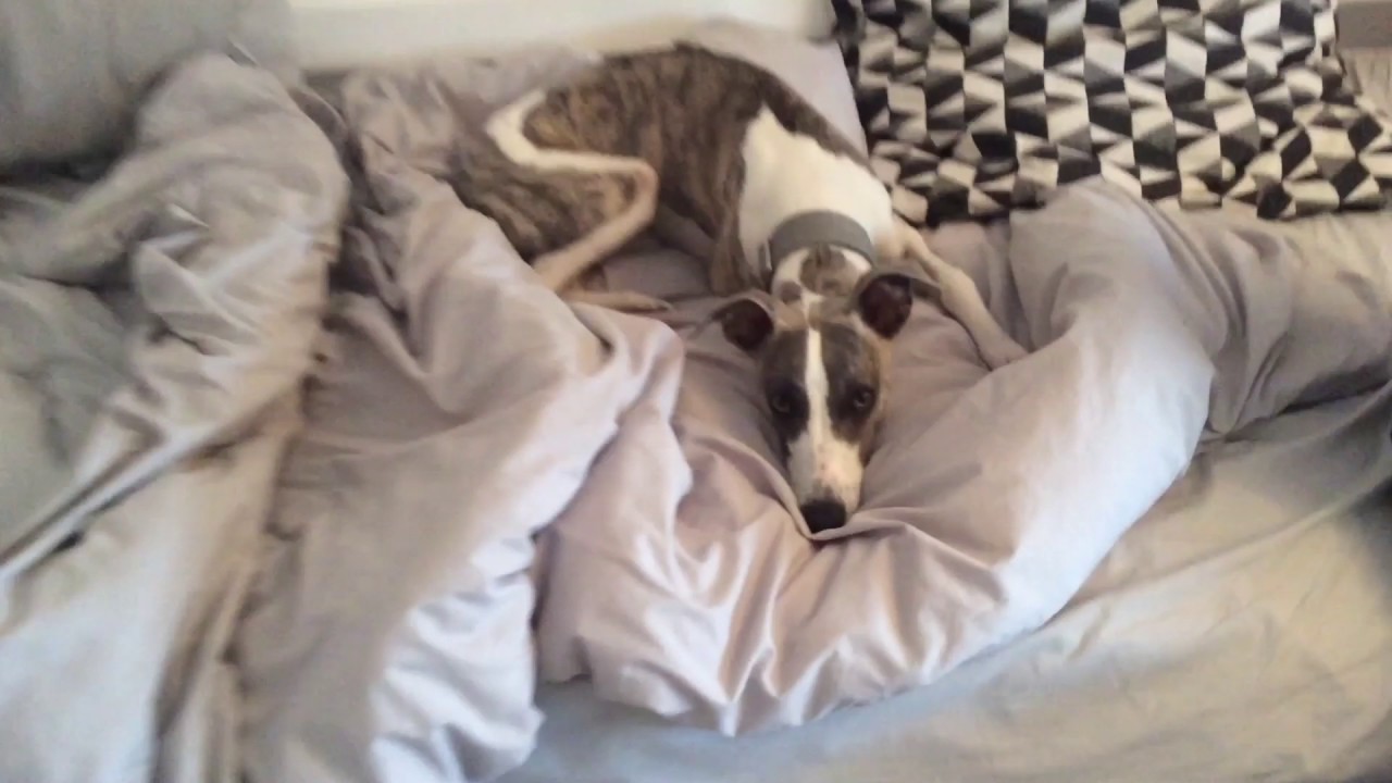 Whippet growing up