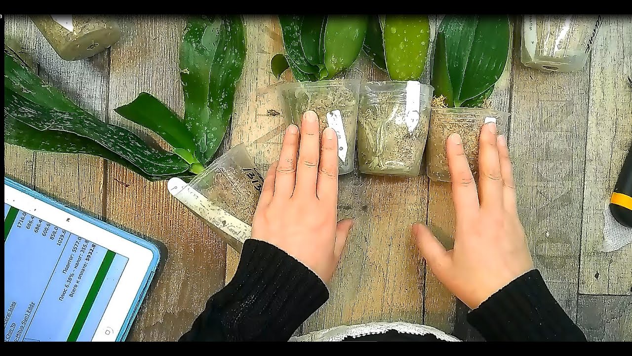 ПАССИФЛОРА! Орхидеи  были 4 месяца на передержке. Не все гладко! Оцениваем состояние/Life