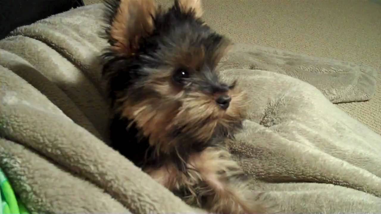 4 month yorkie named Musubi