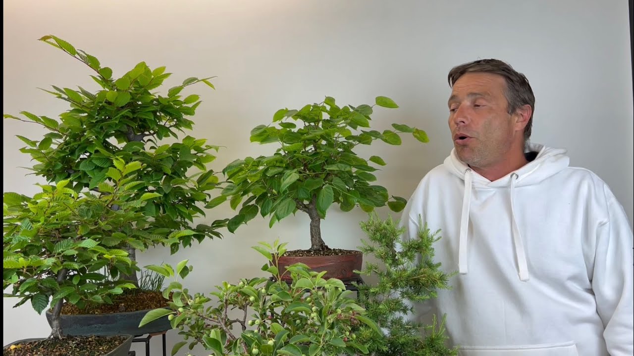 🇮🇹 rendere più spesso il tronco del nostro bonsai.