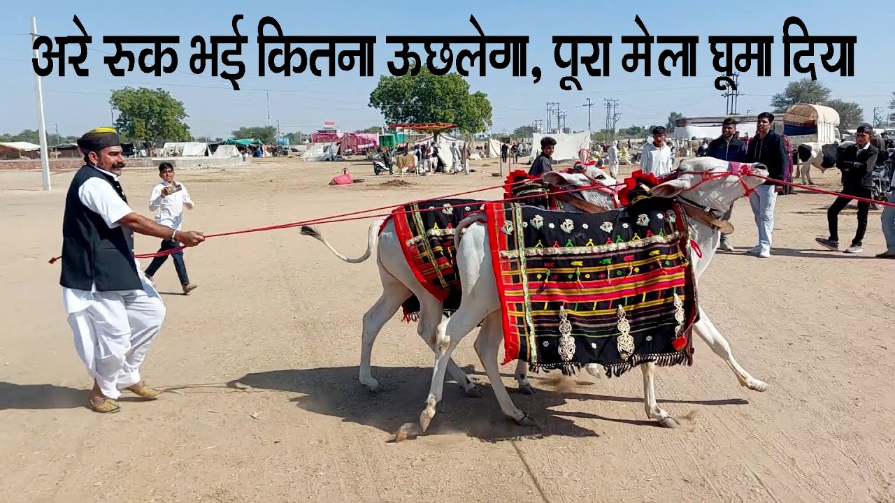 विजेता बनते ही अदंत बछड़ों ने उछल उछल के मचाई भागदौड़, पूरा नागौर मेला घुमा डाला Nagaur Pashu Mela