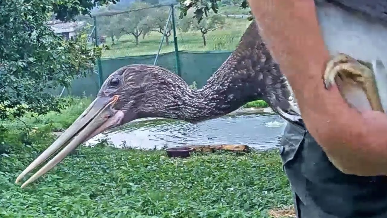 Čápi černí Makov | Odchyt a vypuštění čápat | Capture and release of the storklets