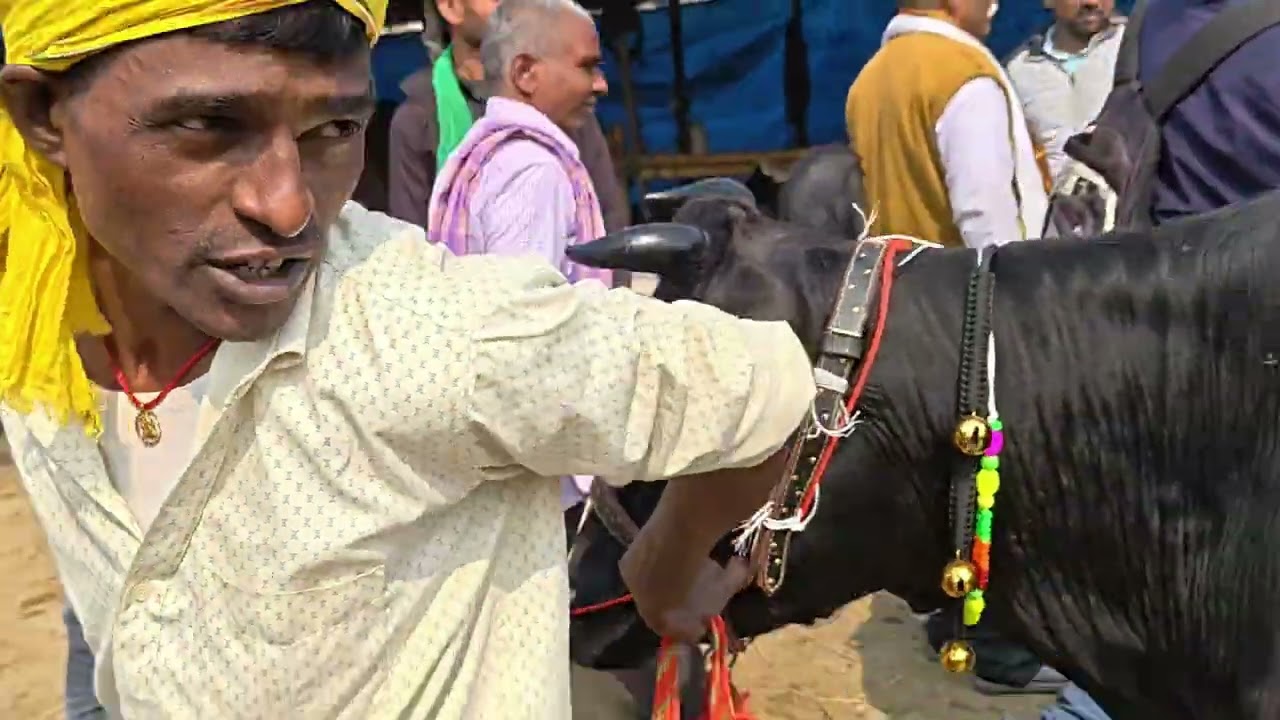 जरूआ पशु मंडी हाजीपुर वैशाली राज्य बिहार में यह मंडी रविवार के दिन लगती है 