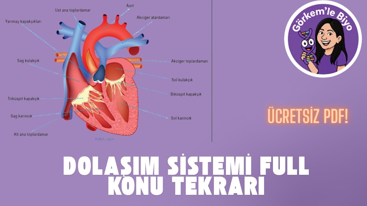 2026 AYT Dolaşım Sistemi Baştan Sona! | Çıkmış Soru Analizi + PDF Hediyeli