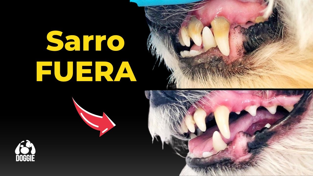 Elimina el sarro de tu perro en casa (fácil y rápido)