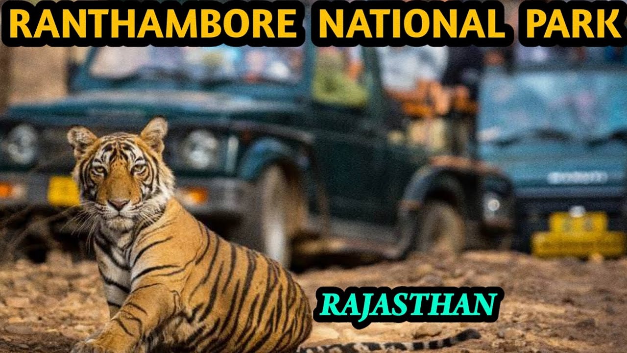 ராஜஸ்தான் காட்டுக்குள் சபாரி|புலியுடன் selfie|ranthambore national park|rajasthan