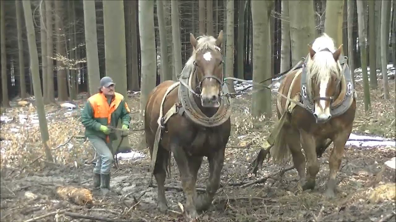 Horses at work in the forest,421-2021, Koně při práci v lese, Pferde bei der Arbeit im Wald