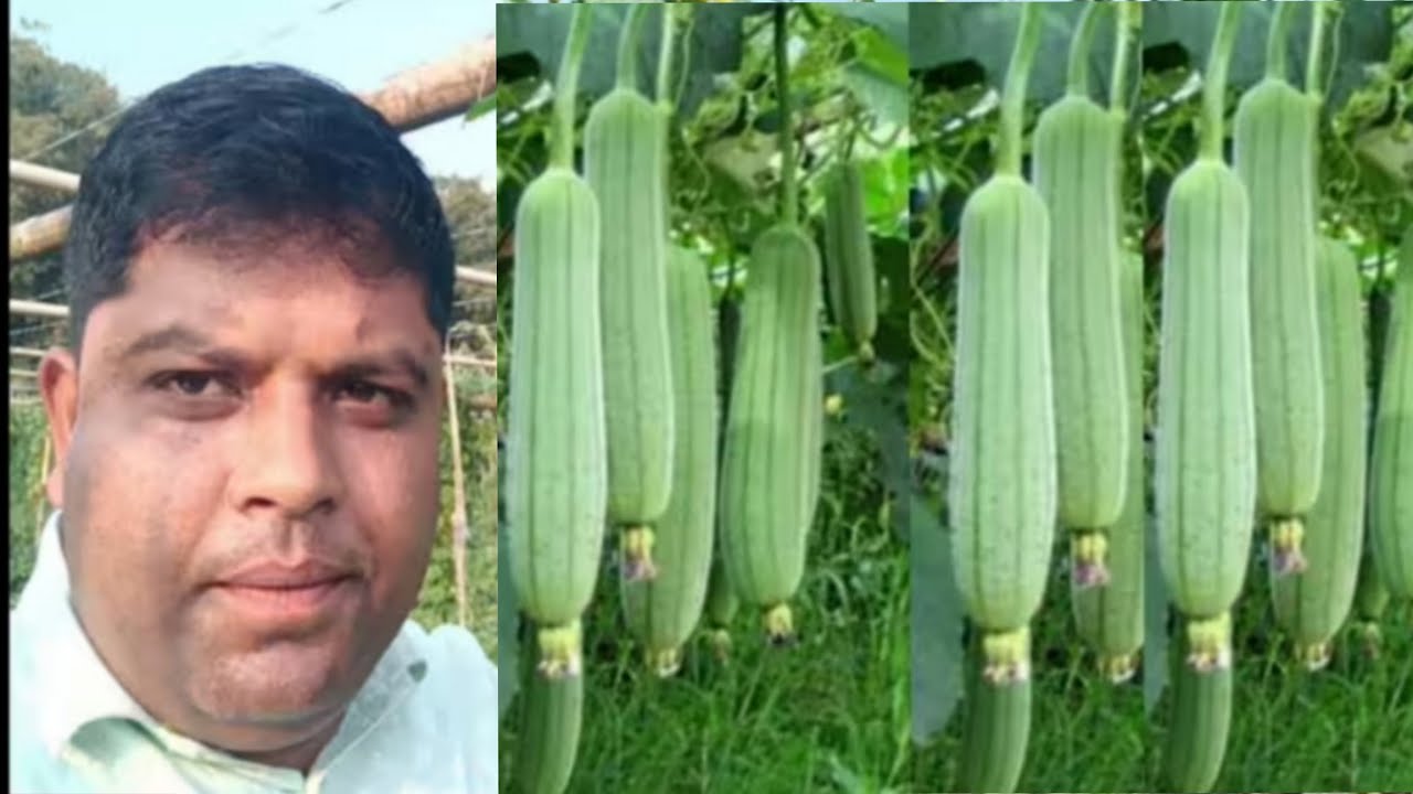  ভোল খেতি। বৰ্তমান সময়ত কৰিলে প্ৰতি বিঘাত কমেও 3 লাখ টকা বিকিব।