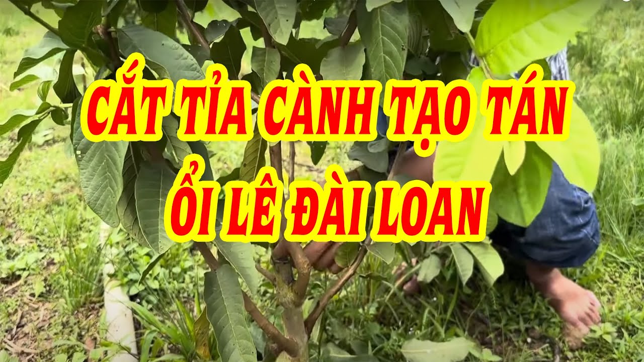 Cách cắt tỉa cành tạo tán cho Ôỉ Lê Đài Loan | SIÊU THỊ CÂY GIỐNG WELOFARM