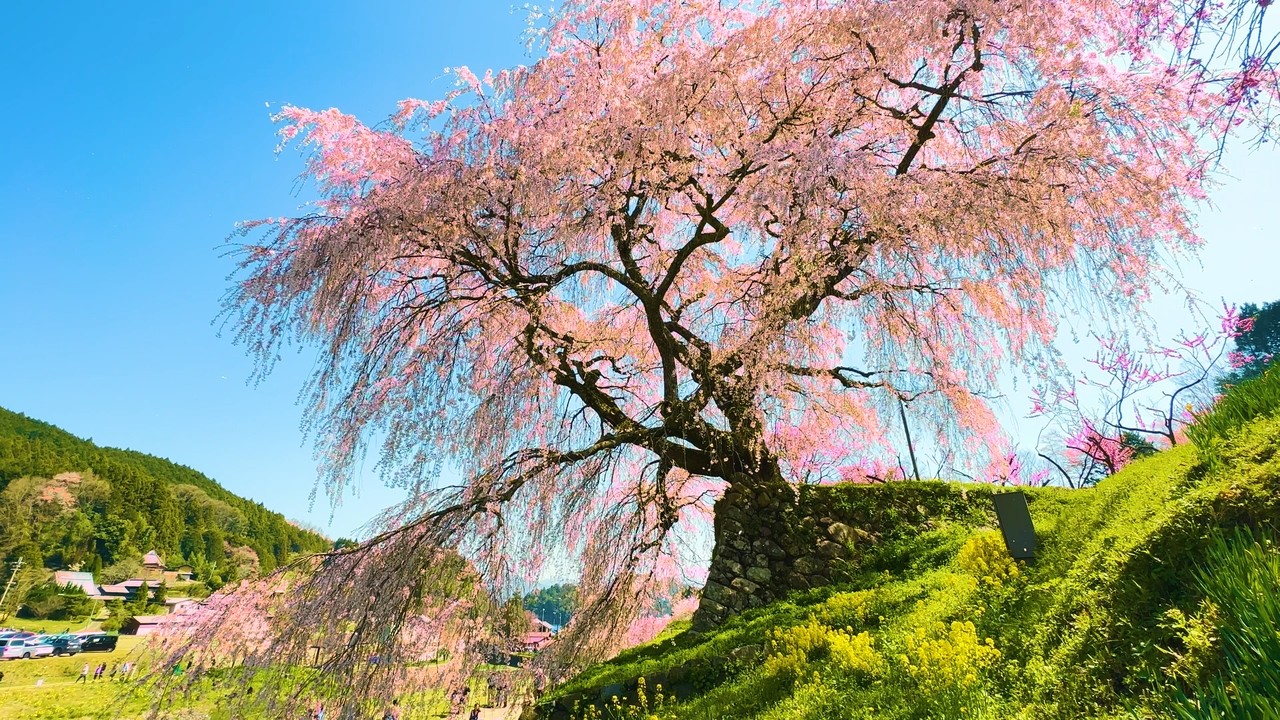 3 Hours Sakura Ambience 🌸 4K Cherry Blossoms | Spring Background for Study & Focus