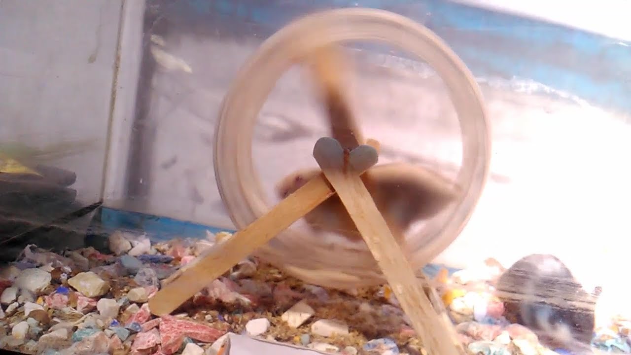 Cara Membuat Mainan Hamster keren