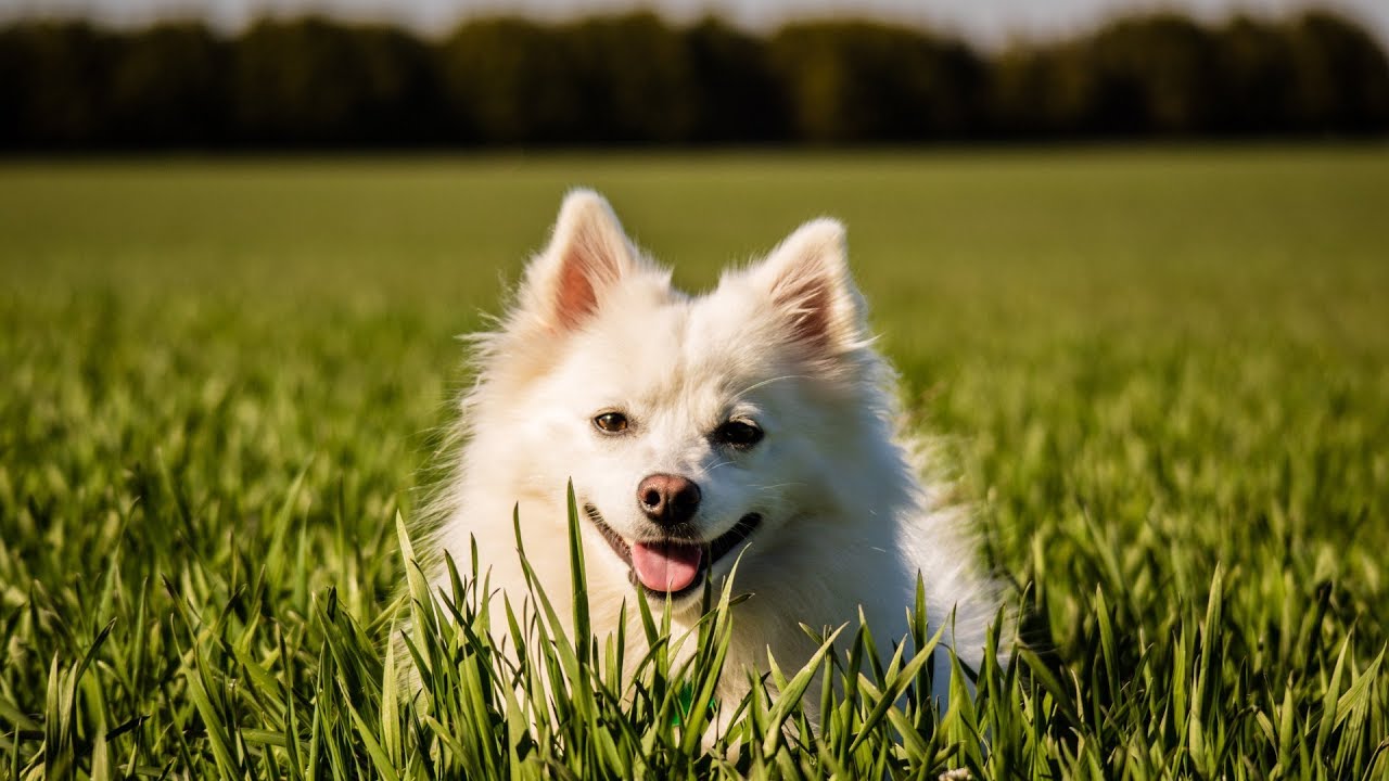 The Life Of An American Eskimo Dog