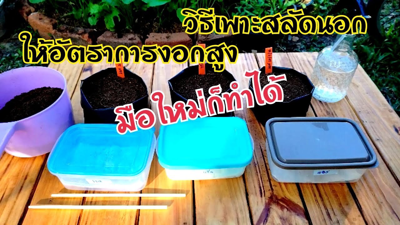 วิธีเพาะผักสลัดนอกให้อัตราการงอกสูง#วิธีปลูกสลัดคอส#วิธีปลูกกรีนโอ๊ค#เรดคอรัล#เกษตรง่ายๆสไตล์มือใหม่