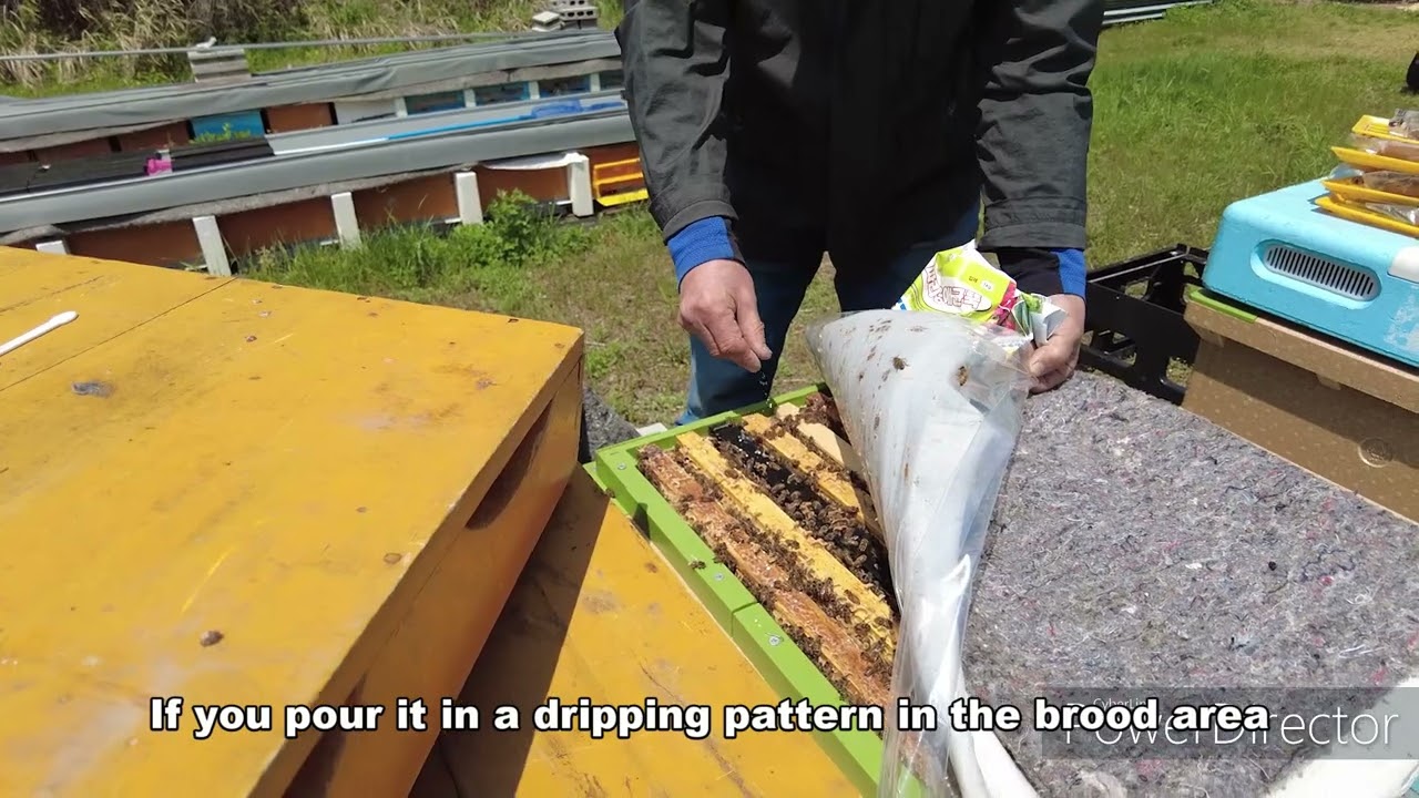 Bee mite eradication #Metarhizium #beemite