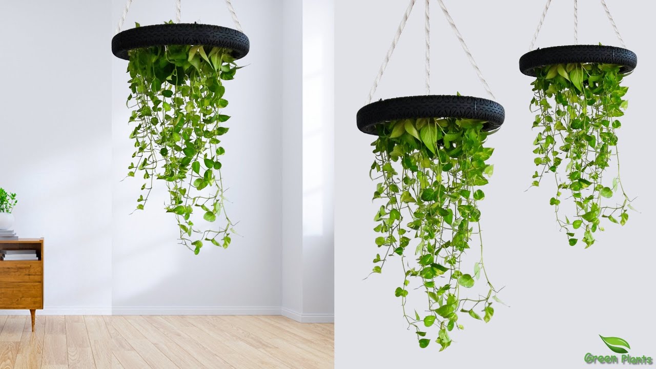 Hanging Money Plants Make Your Home Look Amazing//GREEN PLANTS