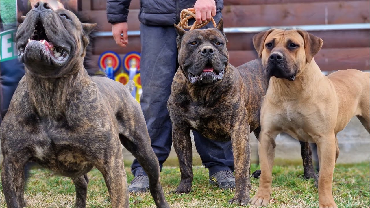 PREZENTARE DE CÂINI PRESA CANARIO ACASĂ LA FLAVIUS TRICA 