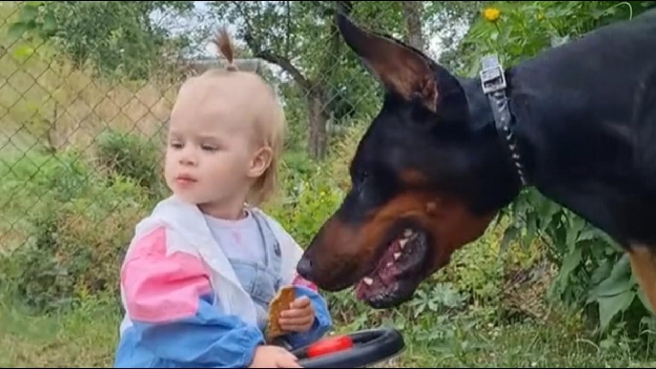 They Found This 95lb Doberman Chained in the Cold—Now He Won't Let This Baby Out of His Sight
