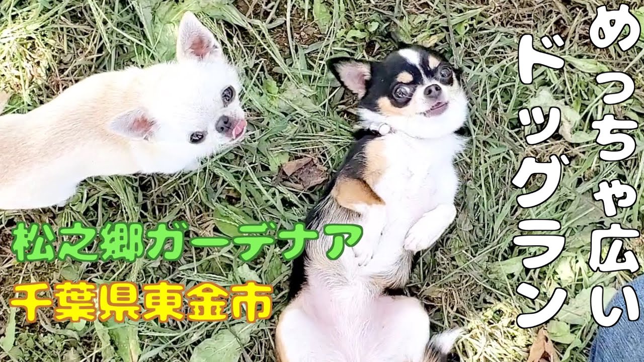 千葉の自然溢れるドッグラン、穴場すぎて本当は教えたくない！【松之郷ガーデナア】【チワワ】【東金市】【千葉県】【犬】【dog】【chihuahua】【多頭飼い】