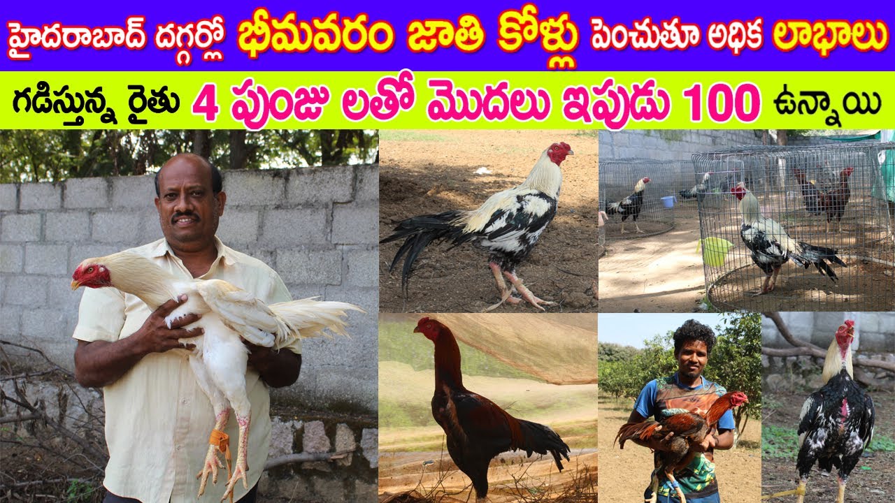 భీమవరం జాతి కోళ్ల తో మంచి లాభాలు గడిస్తున్న రైతు | 4 పుంజులతో మొదలు ఇపుడు 100 ఉన్నాయి | Hyderabad