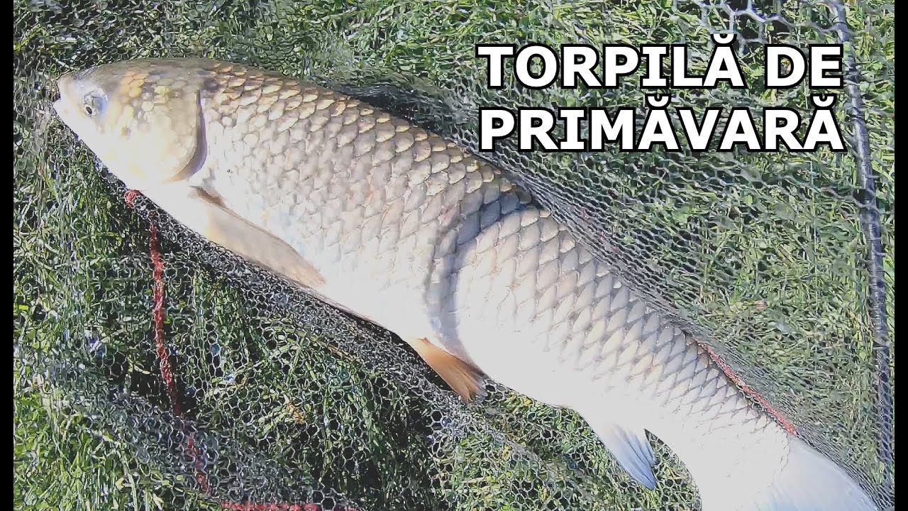 Pescuit AMUR TORPILĂ pe VÂNT GROAZNIC cu Noile mele Lansete Feeder pe Balta cu Reținere de la Tîmpa