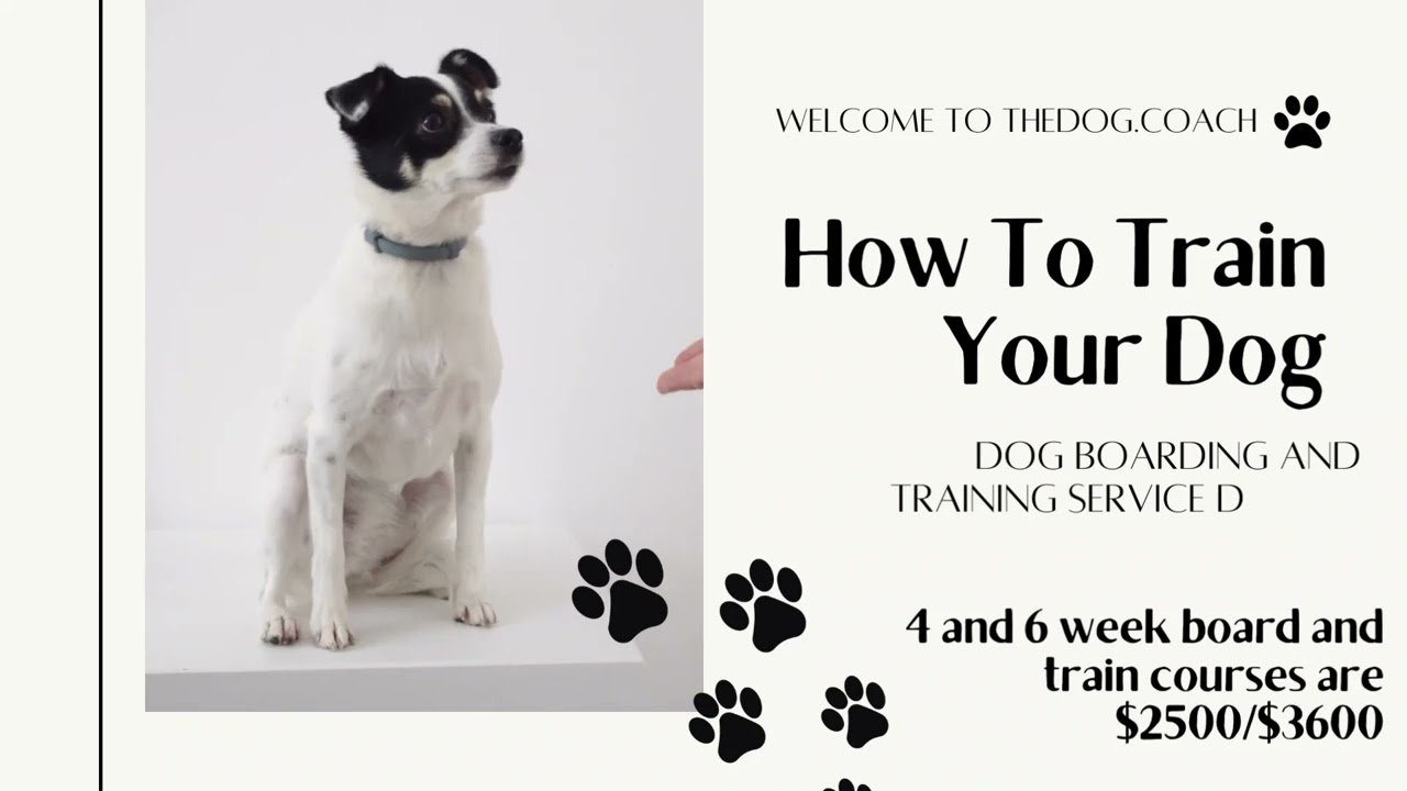 The Dog Coach