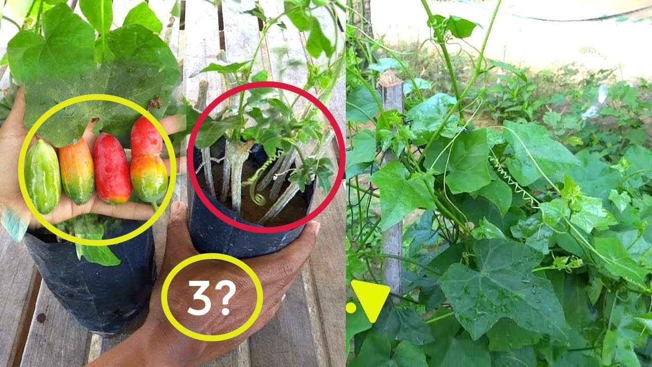 3 Ways To Grow Ivy Gourd At Home l Compilation