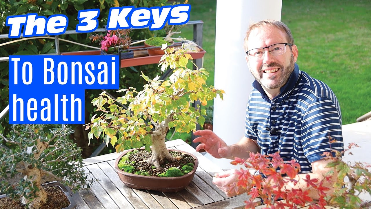 Bonsai care - How to keep your bonsai healthy (forever)