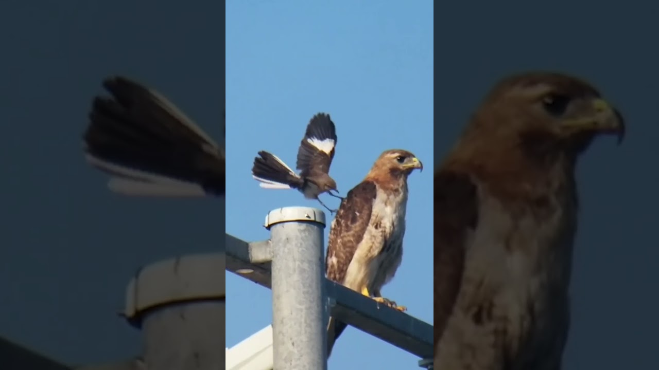 Mockingbird Attacks Red-Tailed Hawk