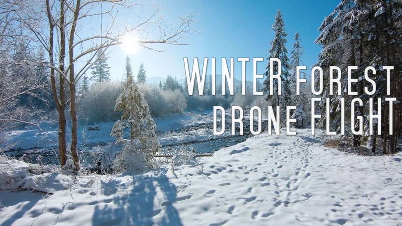 The Magic of the Winter Forest: A Drone's Eye View