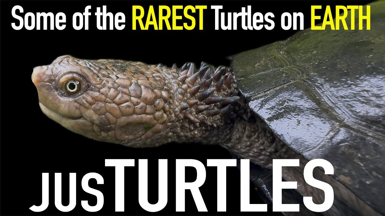 Seeing Turtle Species Many Have NEVER Seen Before!