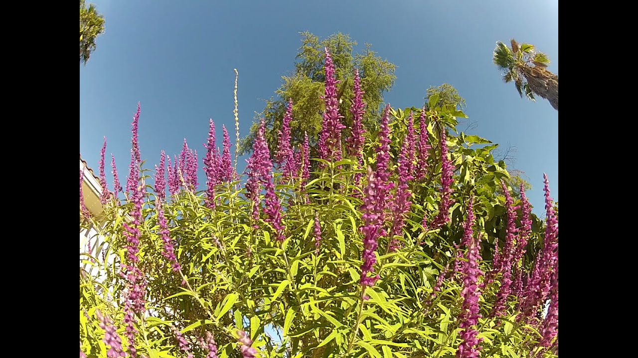 Salvia hummingbird feeder SoCal 92563
