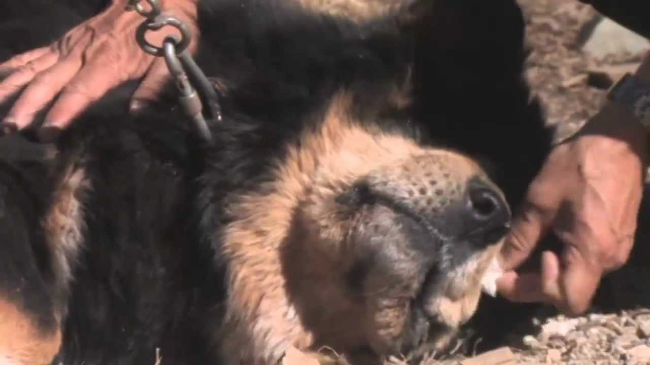 The Tibetan Mastiffs
